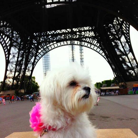 Meet your Posher, Ceci - Picture 1 of 1